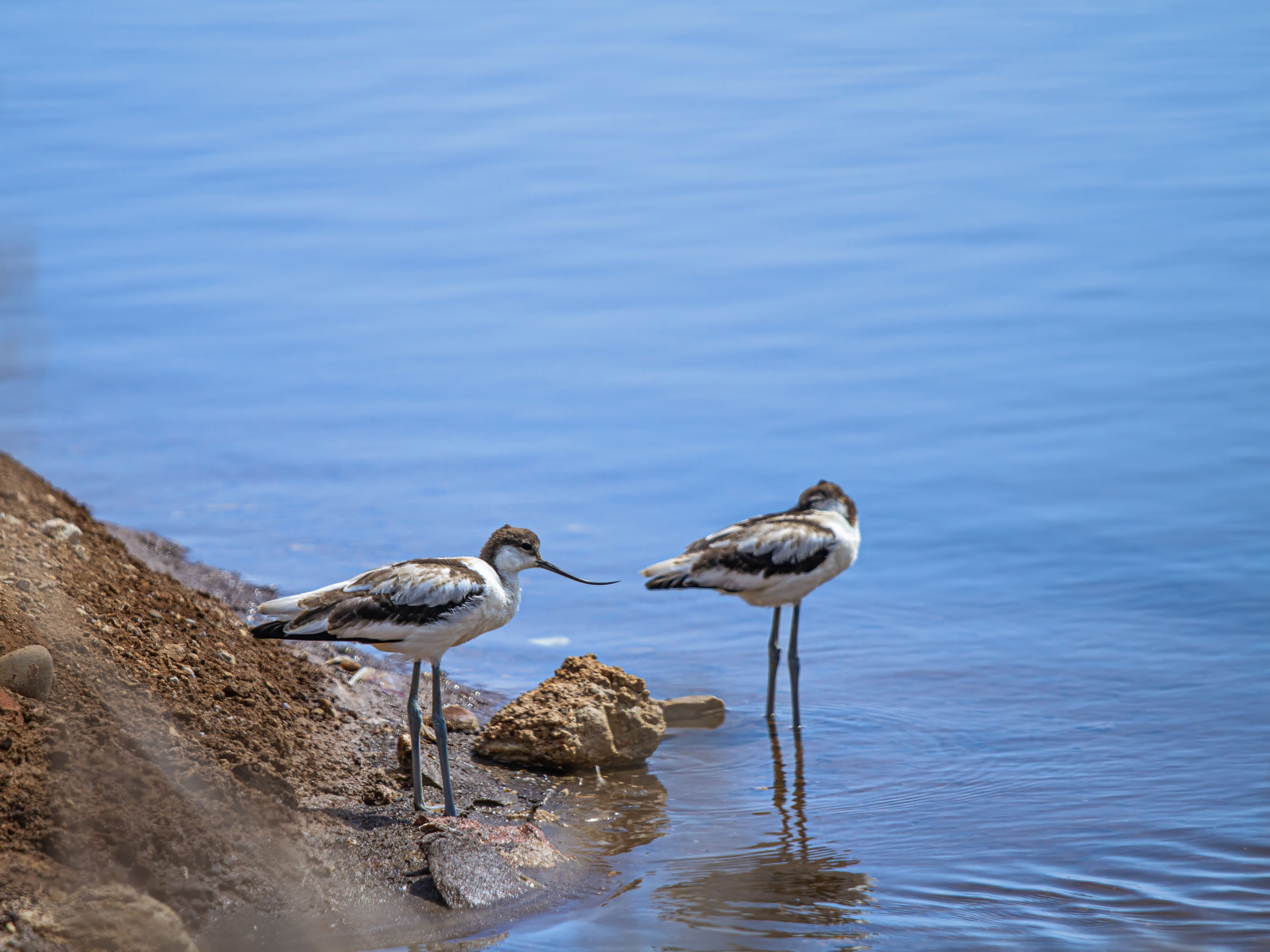 Salinas_About-us-birds_2000-1400